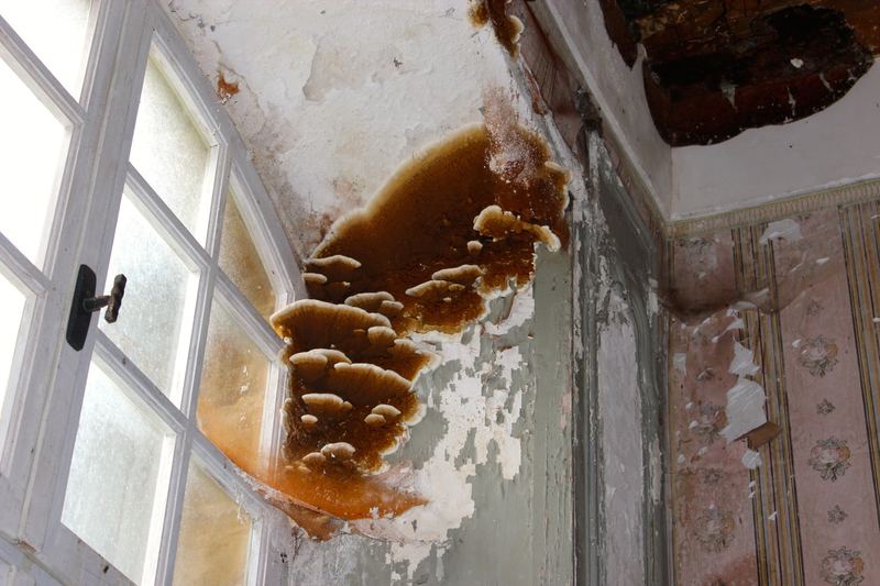 Fungus on a wall left to the damp